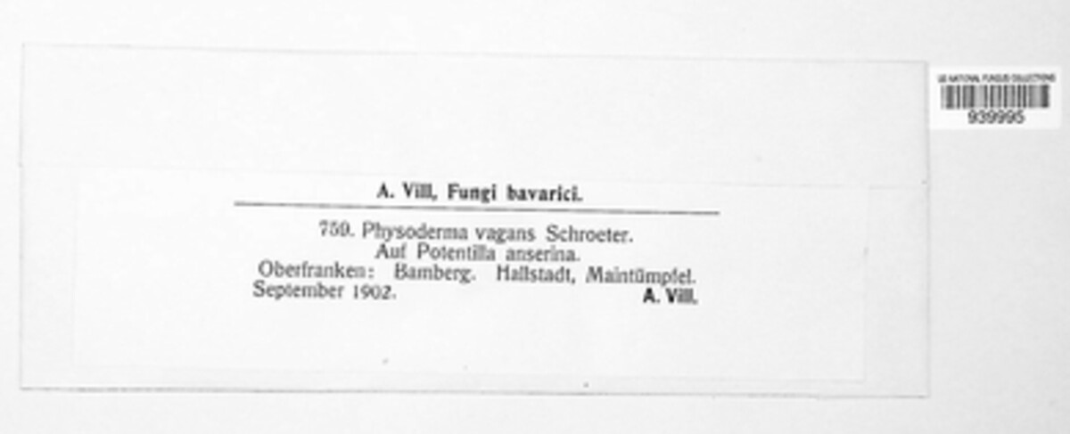 Physoderma vagans image